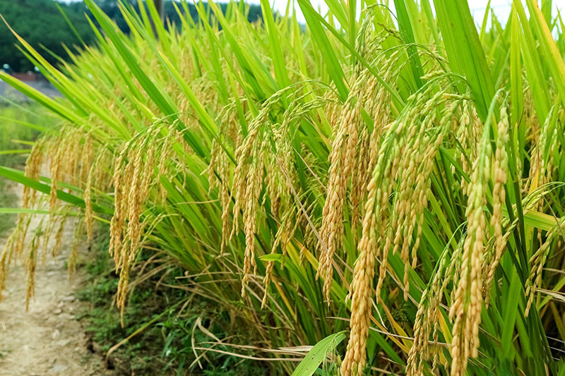 湖北大米批发